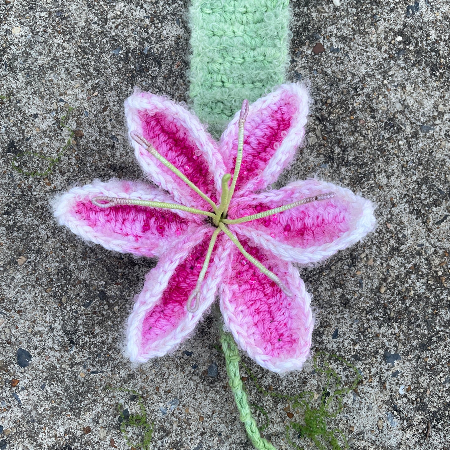 Lilymuffs "Stargazer"